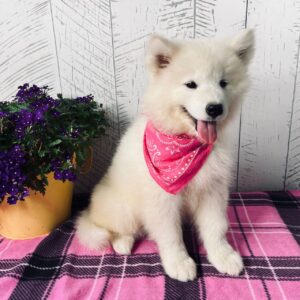 Perla
