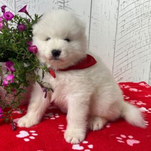 CiCi