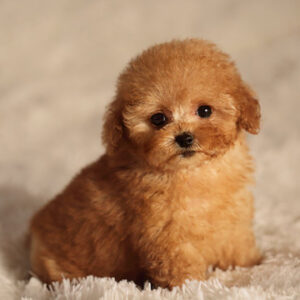 Poodle
