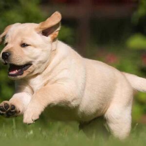 Labrador
