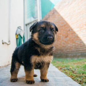 German shepherd