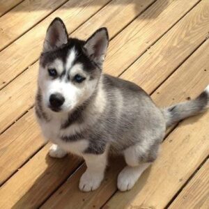 Husky 🐕